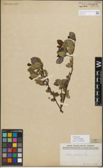 Foto von Salix myrsinifolia Salisb.